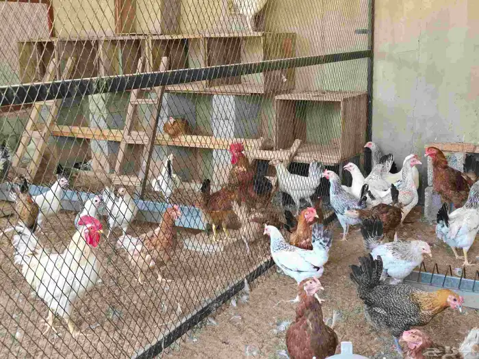 دجاج 22