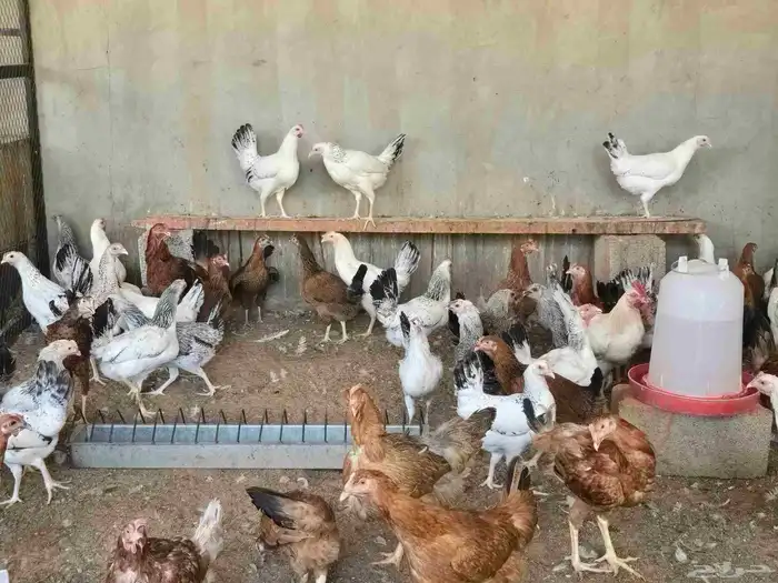 دجاج 25