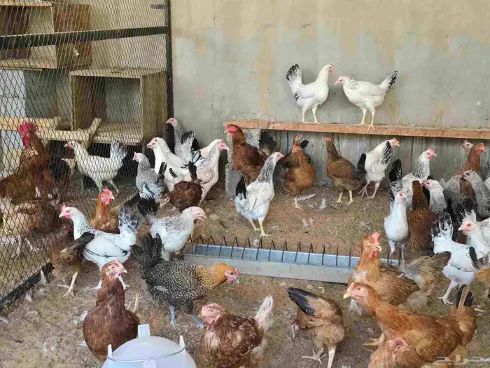 دجاج 21