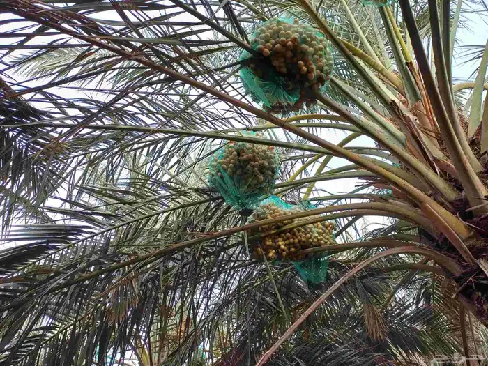 ثمرة نبوت سيف العدد 180 نخلة ومنيفي فوق 55 نخلة 1
