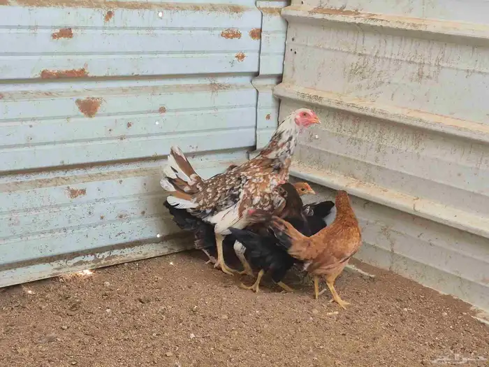 للبيع دجاجة ماكنتوش مع صيصانها 3