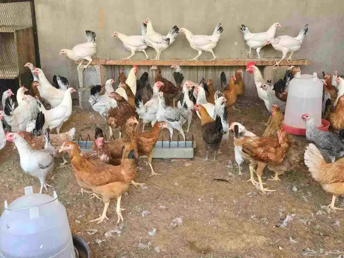دجاج 3