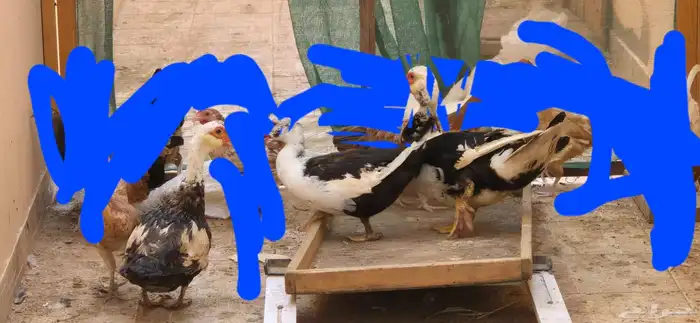 بط مصري بياض شرط 0