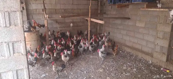 ديوك بلدي وفيومي 3