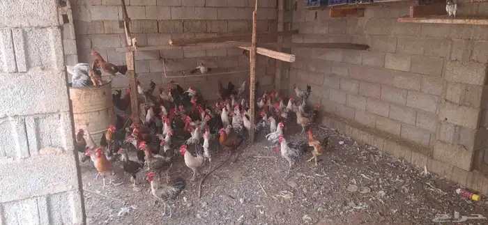 ديوك بلدي وفيومي 4