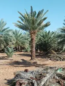 يوجد لديناء جميع انواع الاشجار لتوصل علا 7