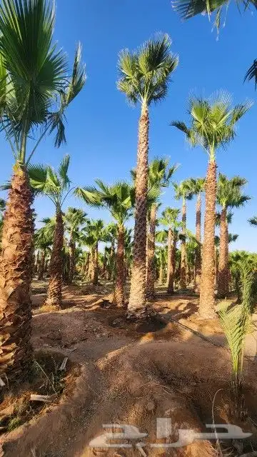 نخل واشنطني الرياض الخرج القصيم شقراء جده مكه نخيل واشنطن 8