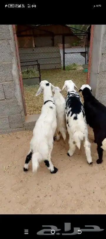 خرفان ثنين ورخلين بلديه سمان 5