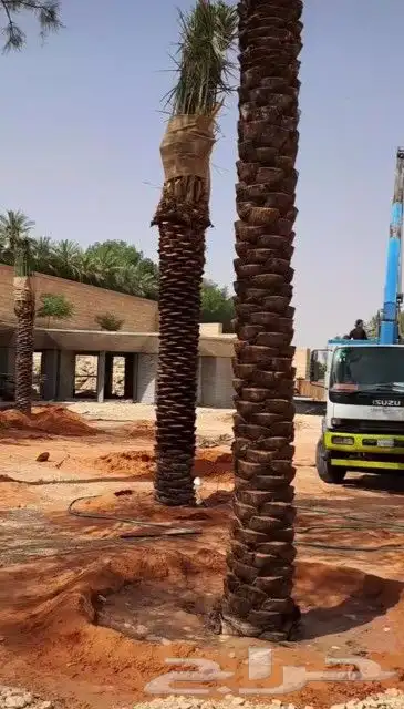 نخل واشنطني الرياض الخرج القصيم شقراء جده مكه نخيل واشنطن 7