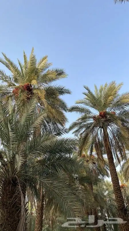 السلام عليكم ورحمه الله 0