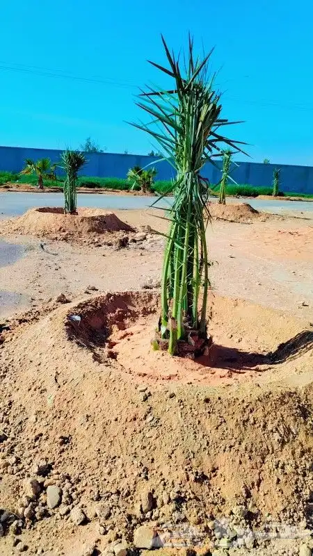 نخل واشنطني الرياض الخرج القصيم شقراء جده مكه نخيل واشنطن 6