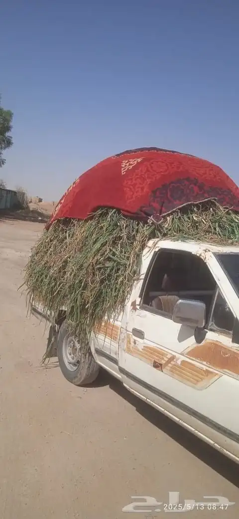 بسل   وتساف 0