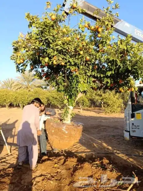 يوجد لديناء جميع انواع الاشجار لتوصل علا 6