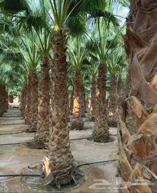 نخل واشنطني الرياض الخرج القصيم شقراء جده مكه نخيل واشنطن 3