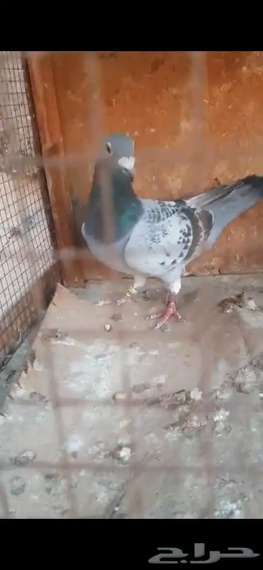 حمام زاجل 1