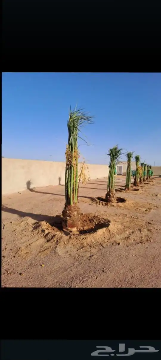 السلام عليكم يوجد لدينا جميع انواع النخيل المثمر وتركيب الشب 8