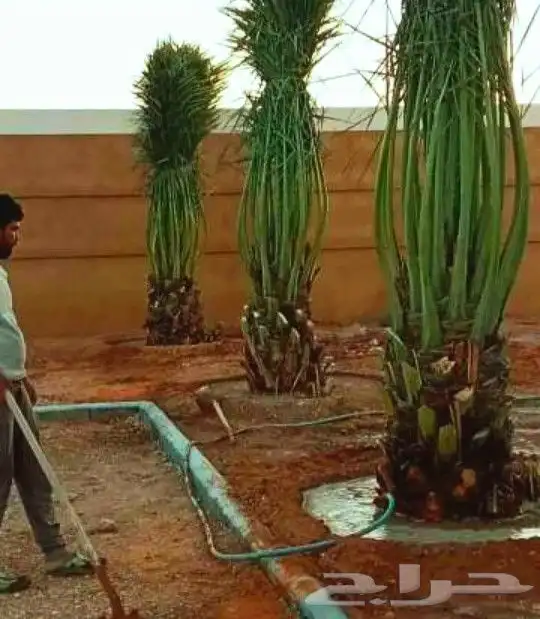 نخل واشنطني الرياض الخرج القصيم شقراء جده مكه نخيل واشنطن 9