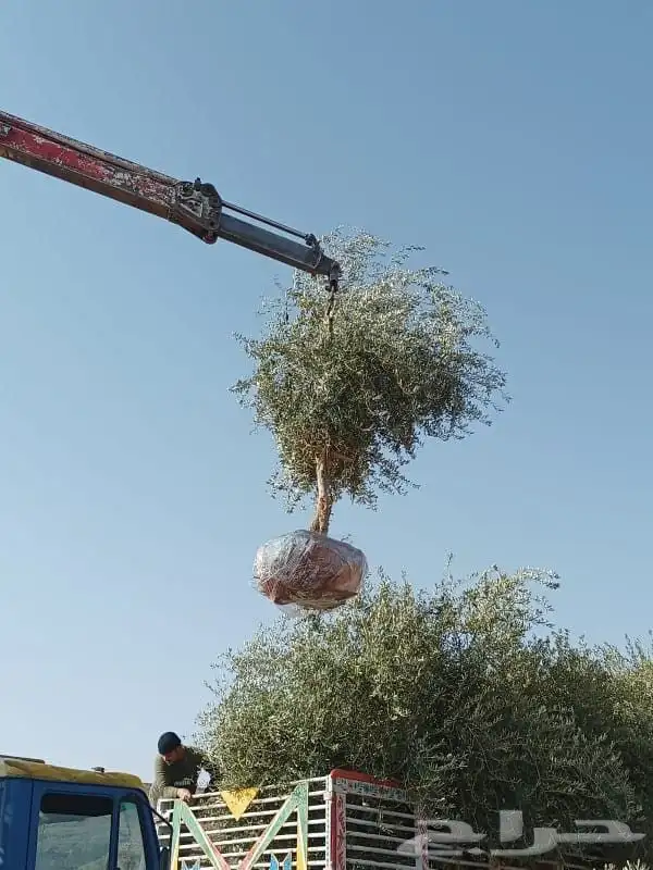 سلام عليكم ورحمه الله يوجد لدينا جميع انواع الاشجار 5