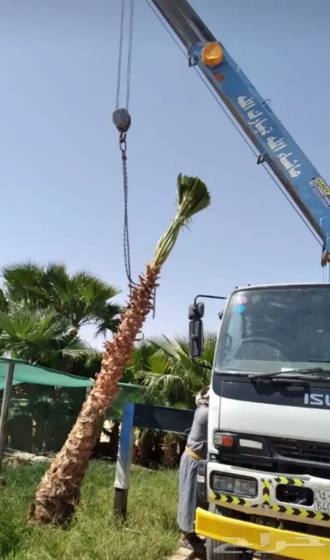 لدينا جميع انواع نخل واشنطن امريكي وكميات كبيرة وبسعر مناسب 2