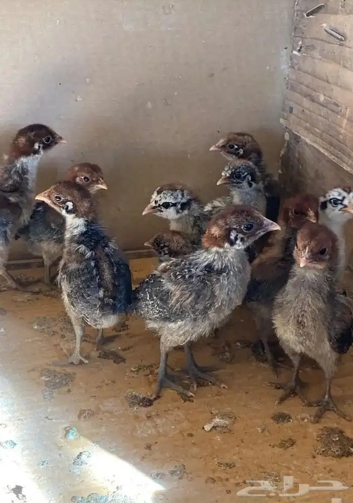 صيصان فيومي 1