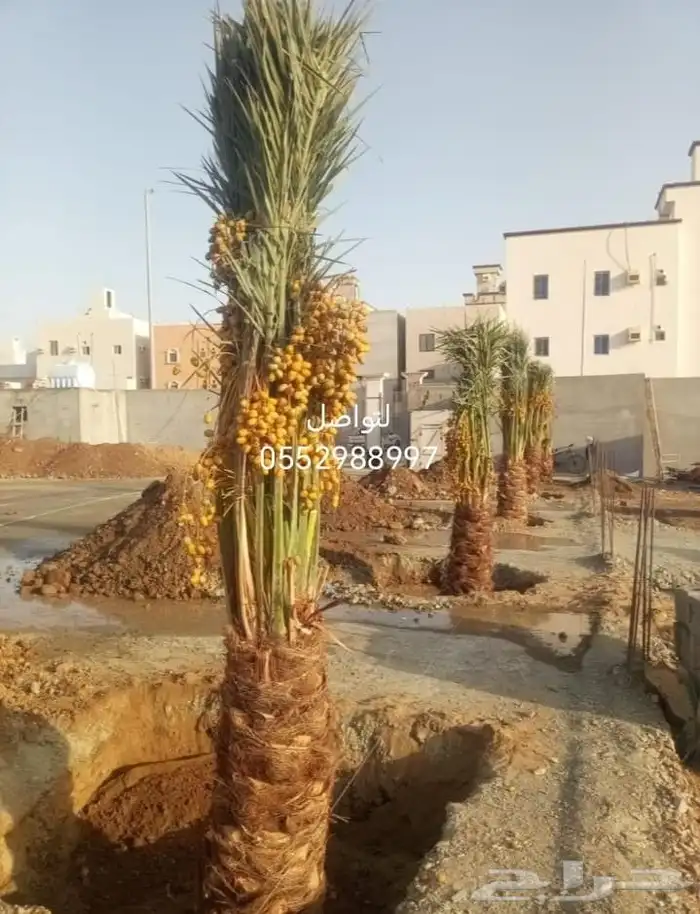 نخل عربي 1