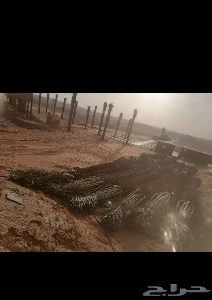 تركيب السياج الأمني الحديدي الشبوك و زراعة النخل والمظلات وا 5