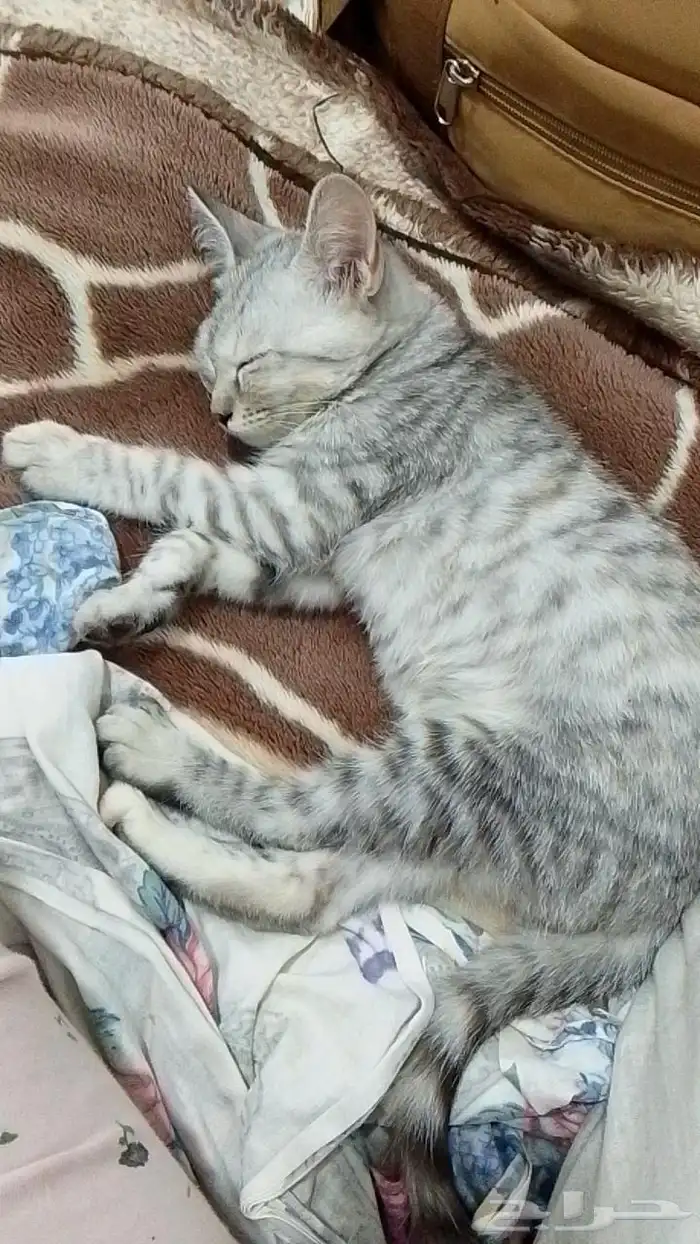ام وأنثى وذكرين 1