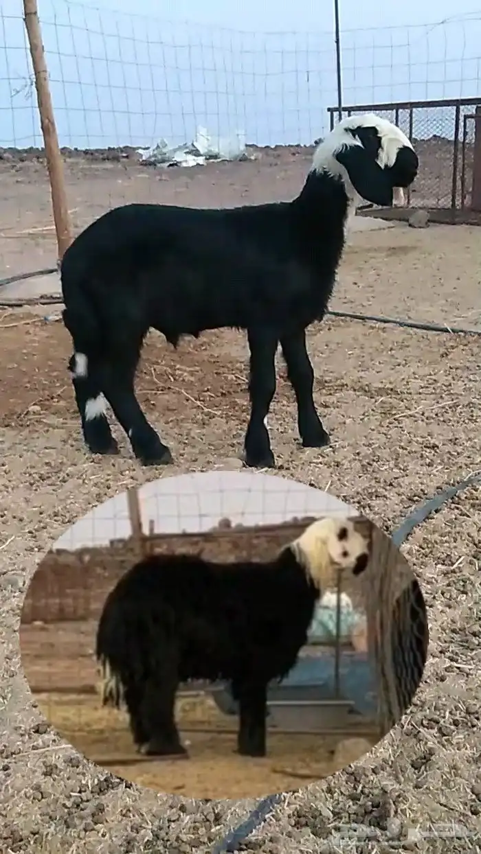 مشروع فحل نجدي ادغم 0