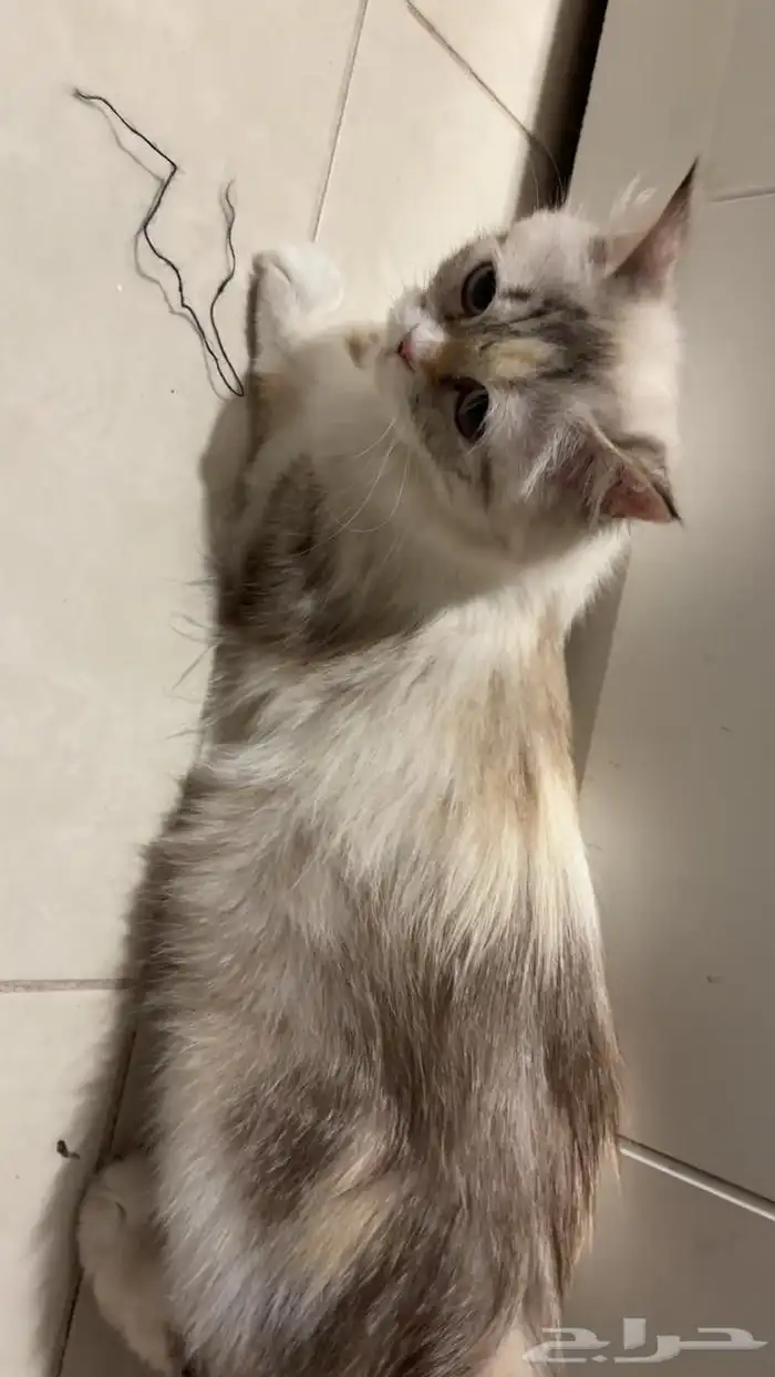 قطط 1