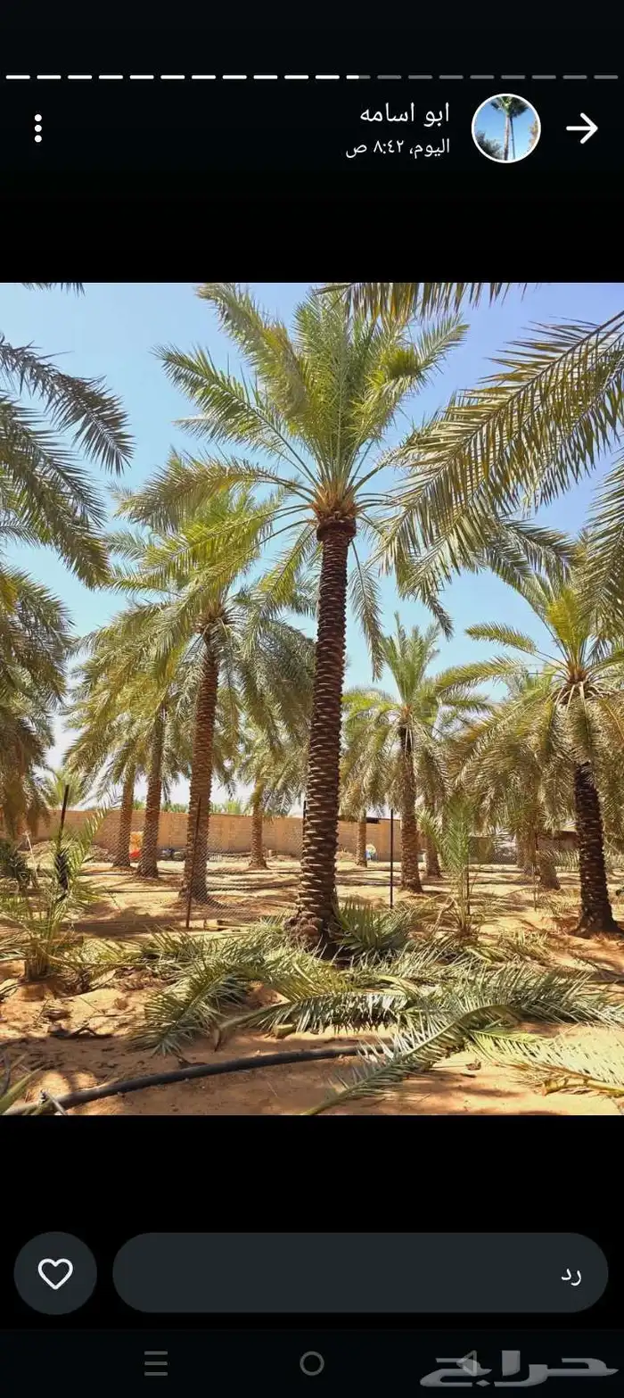 لدينا جميع انواع نخل واشنطن امريكي وكميات كبيرة وبسعر مناسب 0