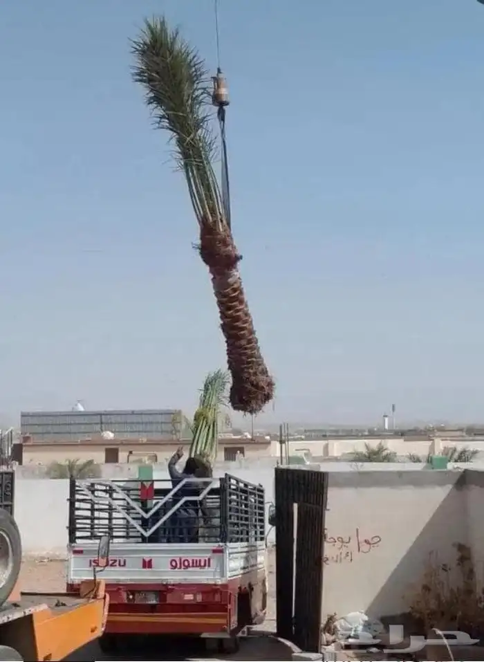 نخل عربي وشنطني لبيع 1