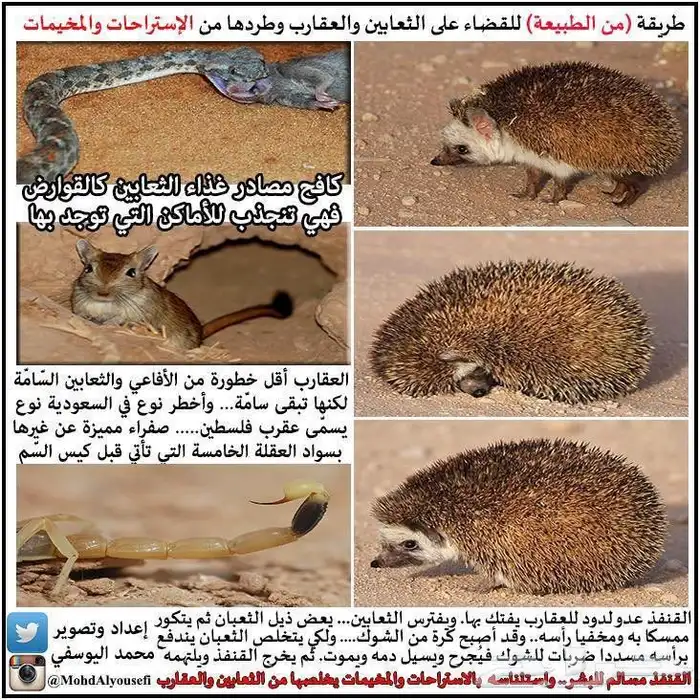 متوفر قنفذ قنافذ لا أهل الحلال تاكل العقارب و الثعابين 3