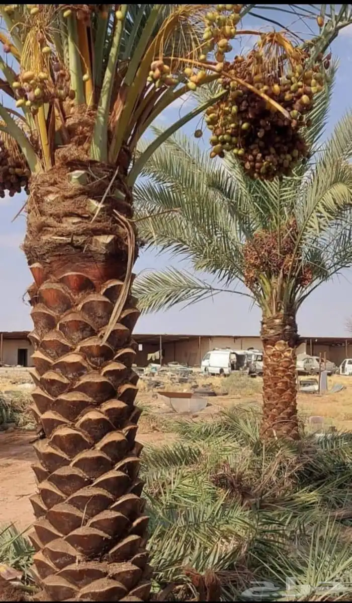 السلام عليكم يوجد لدينا جميع انواع النخيل المثمر وتركيب الشب 2