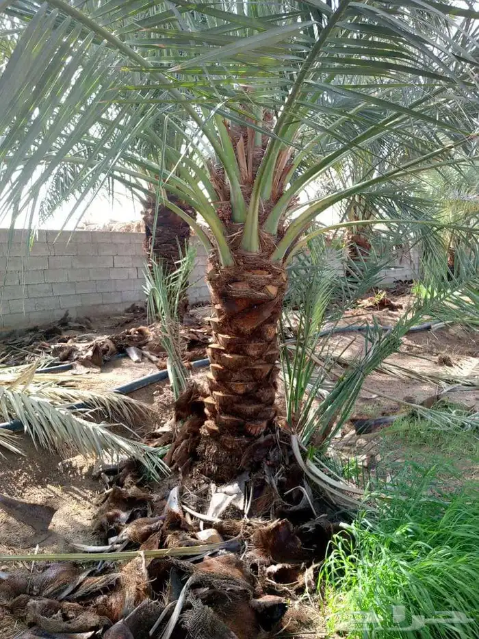 نخل للبيع مثمربجميع المقاسات المدينه مكه جده نوصل كل المناطق 7