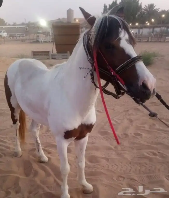 حصان بوني 2
