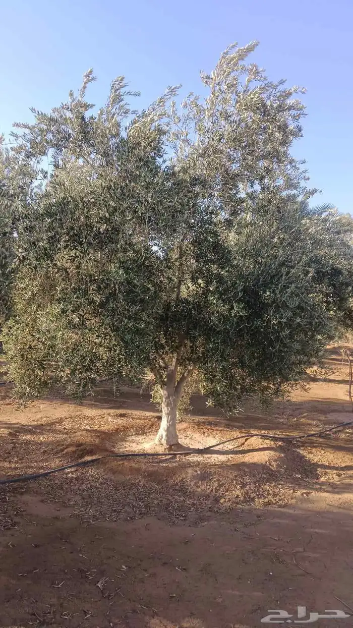 يوجد لديناء جميع انواع الاشجار لتوصل علا 5