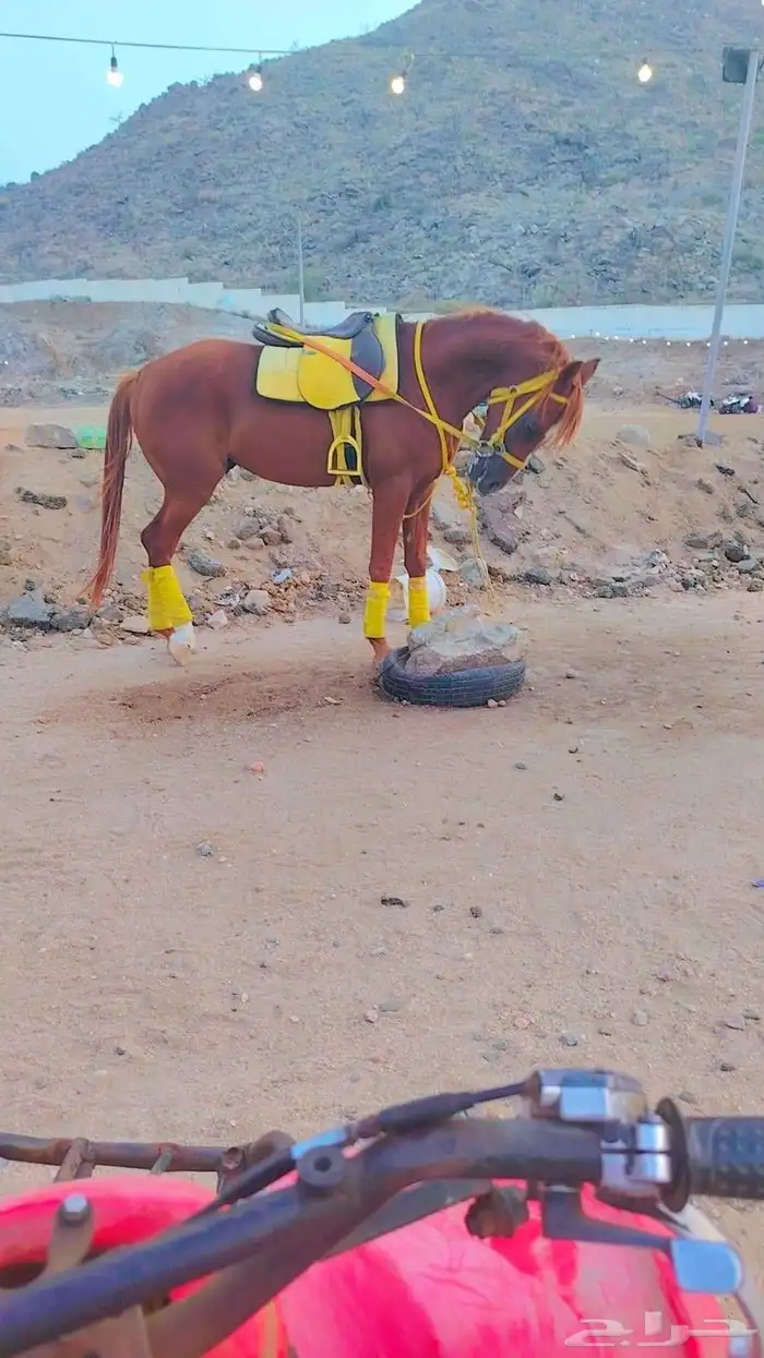 اجار جمال رحول خيول صغيره بواني خيول عربيه شعبيه 11