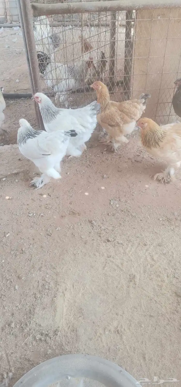 دجاج براهما احجام فاخره 0