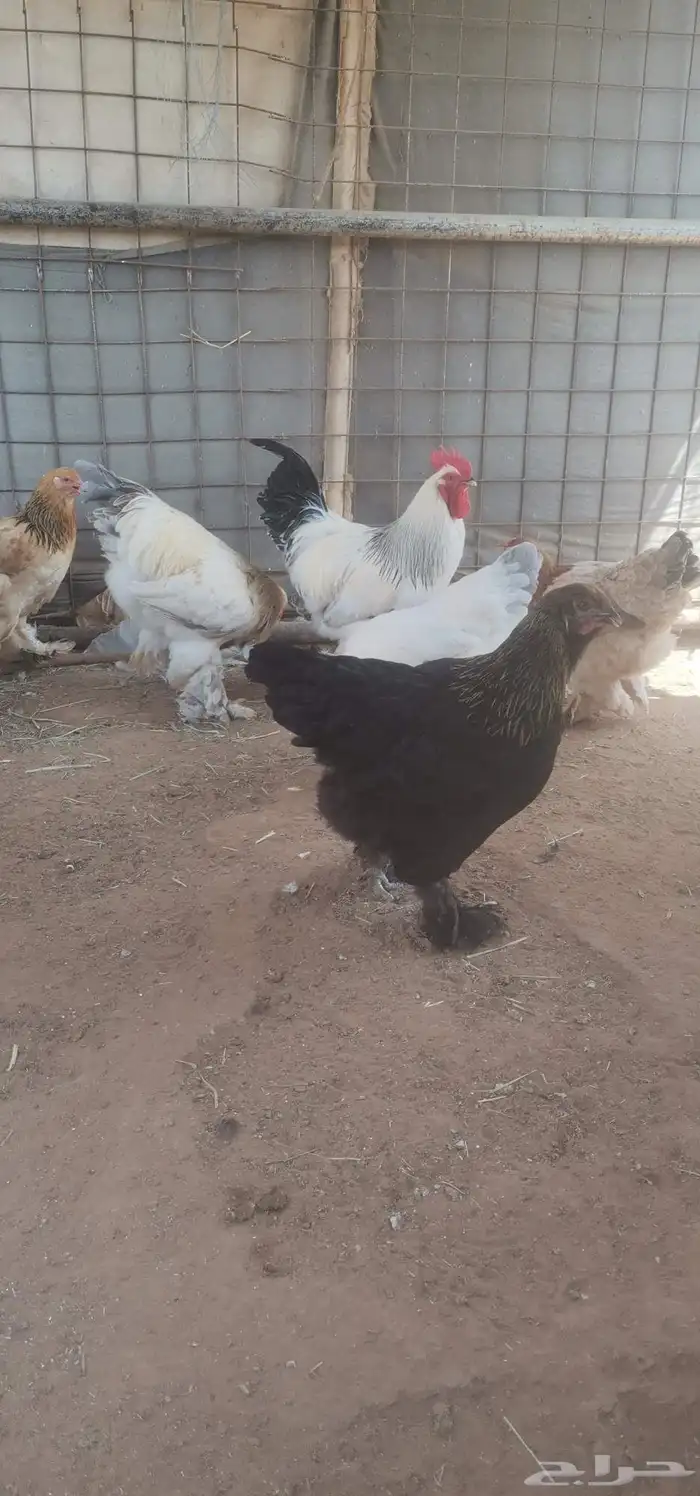 دجاج براهما احجام فاخره 7