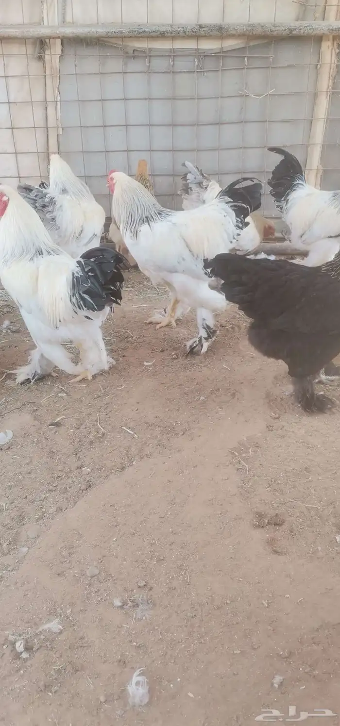 دجاج براهما احجام فاخره 6