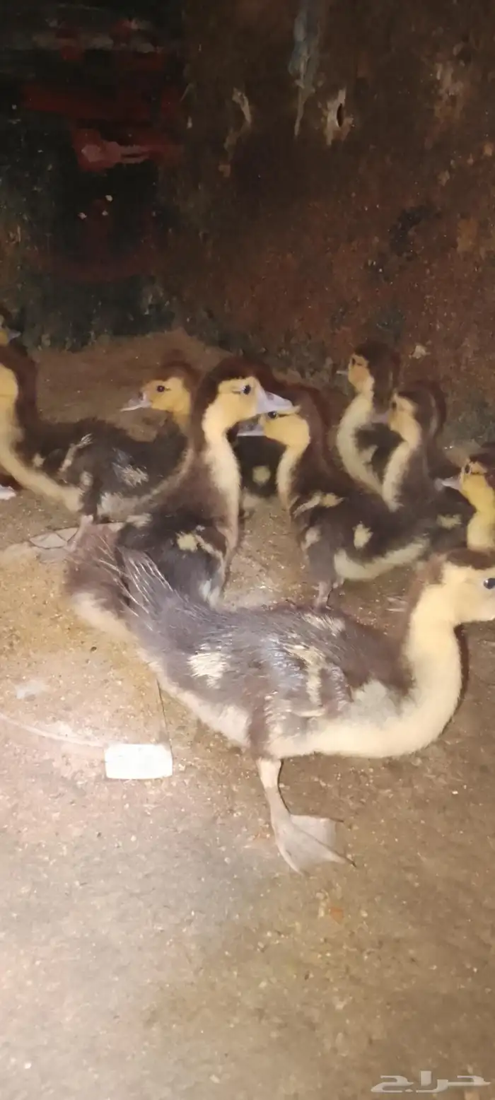 صيصان بط سوداني ابو بحه للبيع 4