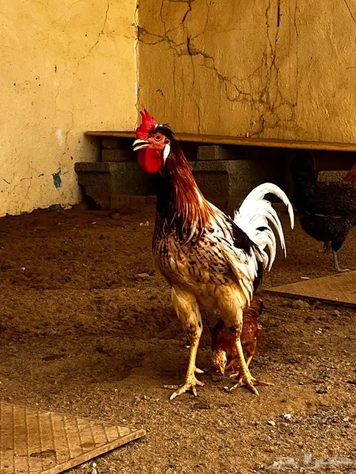 ديك بلدي شرط 3