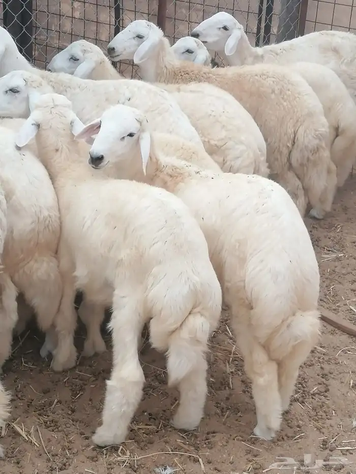 طليان مناسبات طيبة 0