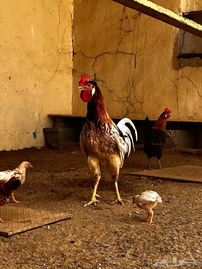 ديك بلدي شرط 5