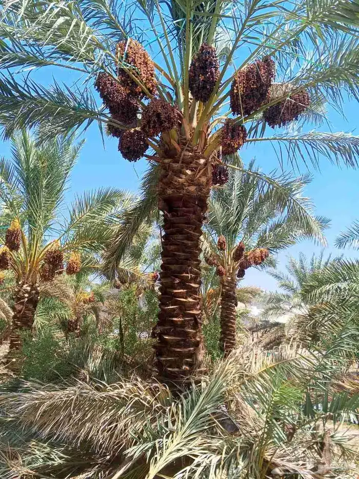 نخل للبيع مثمربجميع المقاسات المدينه مكه جده نوصل كل المناطق 5