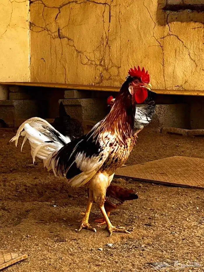 ديك بلدي شرط 4