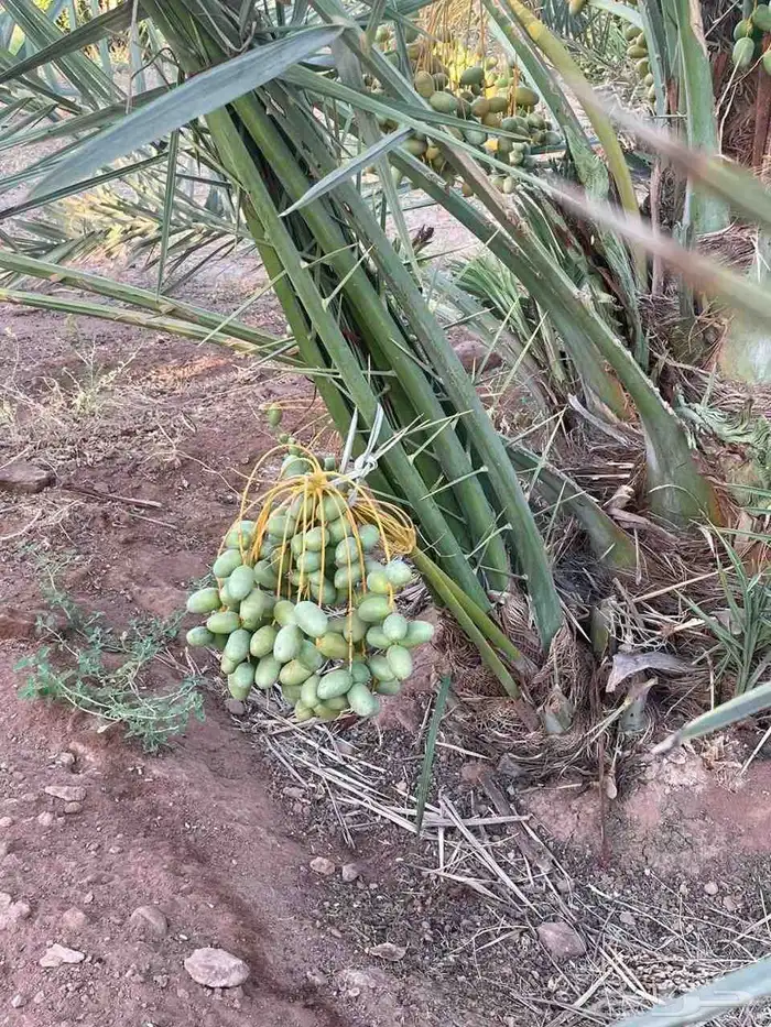 نخيل البيع طيب ومثمر 6