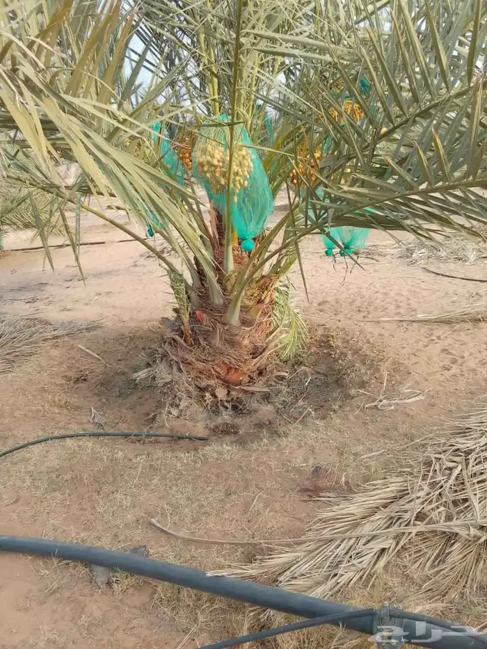 السلام عليكم يوجد لدينا جميع انواع النخيل المثمر وتركيب الشب 0