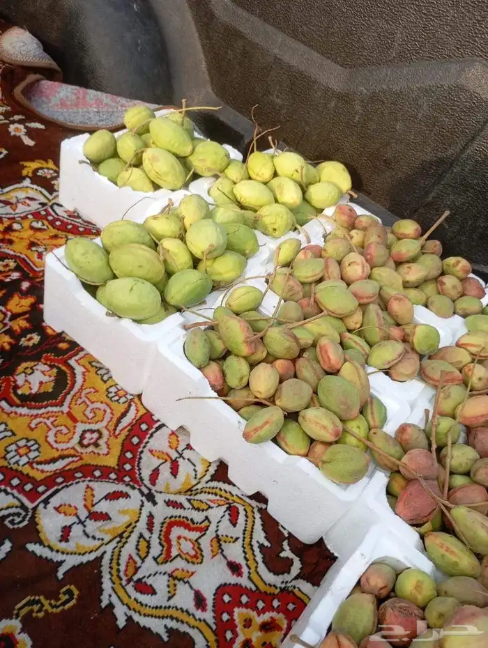 لوز اللوز قطيفي 1