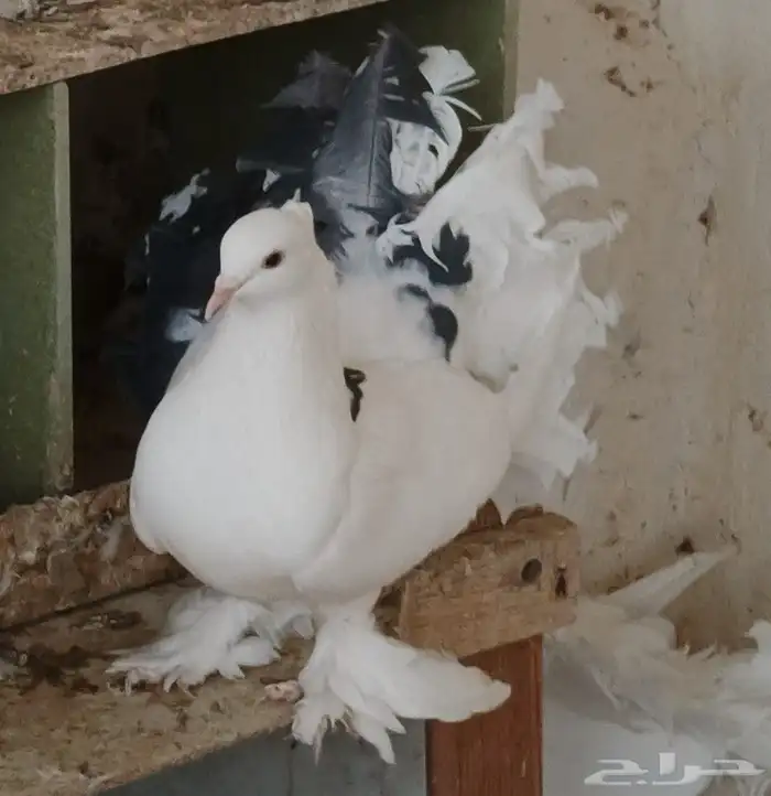 حمام رقاصي ابيض 1